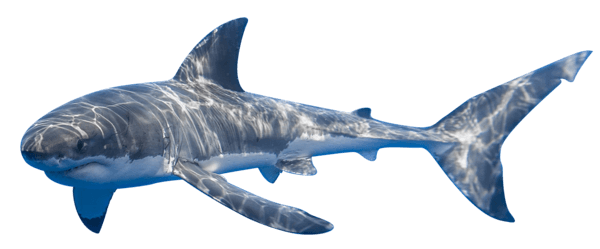 Shark